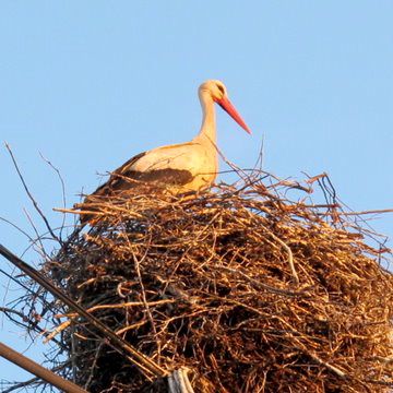 white storks during winter in Portugal